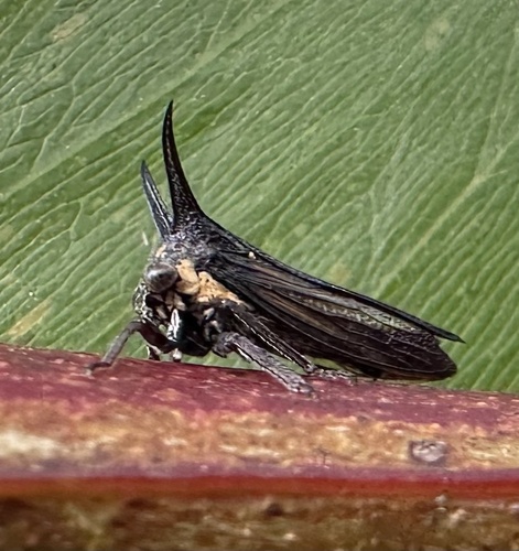 Sarantus nobilis observed 2025-04-10