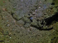 Cymbacephalus nematophthalmus