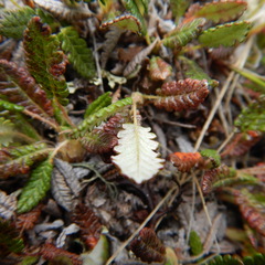 Dryas ajanensis