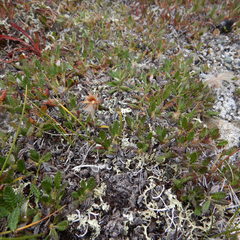 Dryas ajanensis