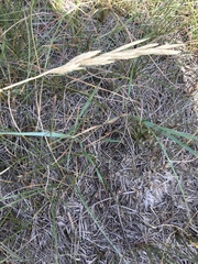 Elymus smithii