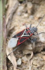 Anochrostomus formosus