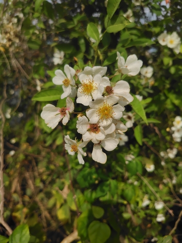 Rosa taiwanensis