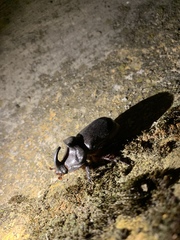 Oryctes nasicornis grypus