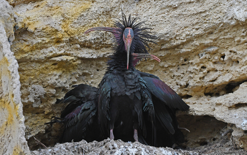 Ibis eremita (Geronticus eremita)