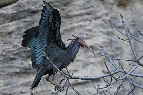 Ibis eremita (Geronticus eremita)