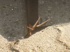 Neosparassus salacius