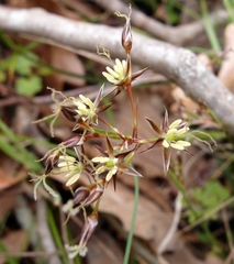 Luzula forsteri