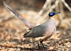 Coua ruficeps olivaceiceps