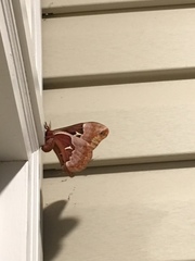 Callosamia promethea