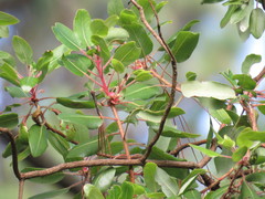 Arbutus tessellata