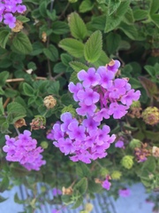 Lantana montevidensis