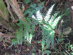 Asplenium appendiculatum appendiculatum