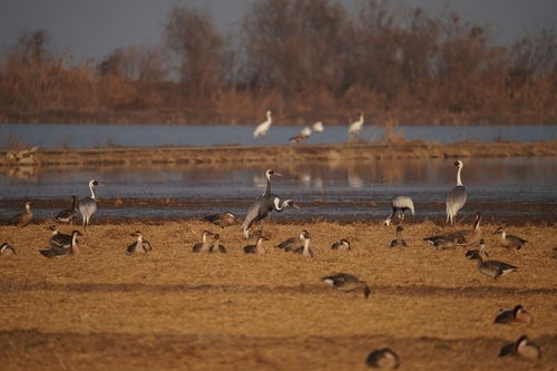 White-naped Crane