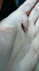 Leptophlebiidae