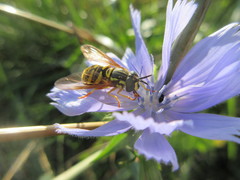 Chrysotoxum pubescens