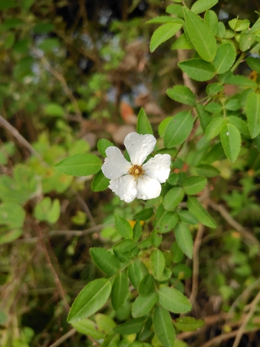 Rosa taiwanensis, photograph 1