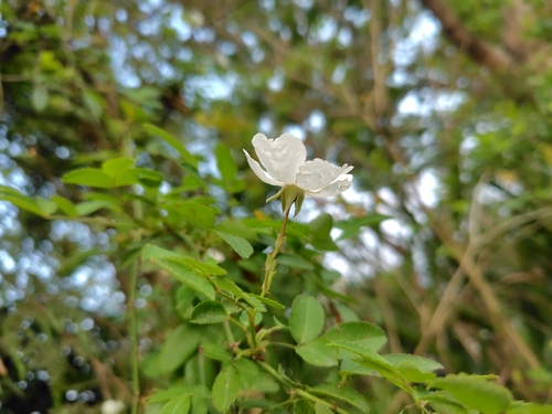 Rosa taiwanensis, photograph 3