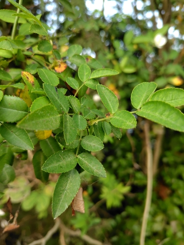 Rosa taiwanensis, photograph 6