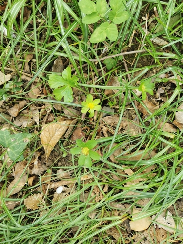Image of Sanicula epipactis by (c) olrett, some rights reserved (CC BY)