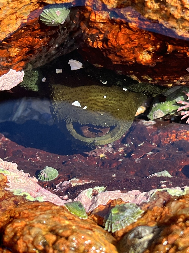 Snake Lock Breeding Green snakelock anemone from Gabo Island, Mallacoota, VIC, AU on April ...