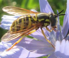 Chrysotoxum pubescens