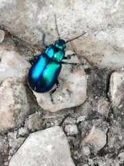 Oreina cacaliae