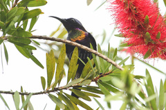 Leptocoma calcostetha