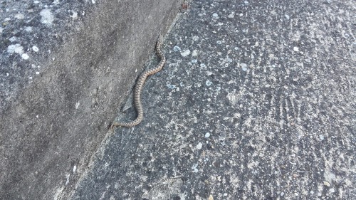 Lataste’s Viper, Vipera latastei