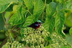 Leptocoma brasiliana