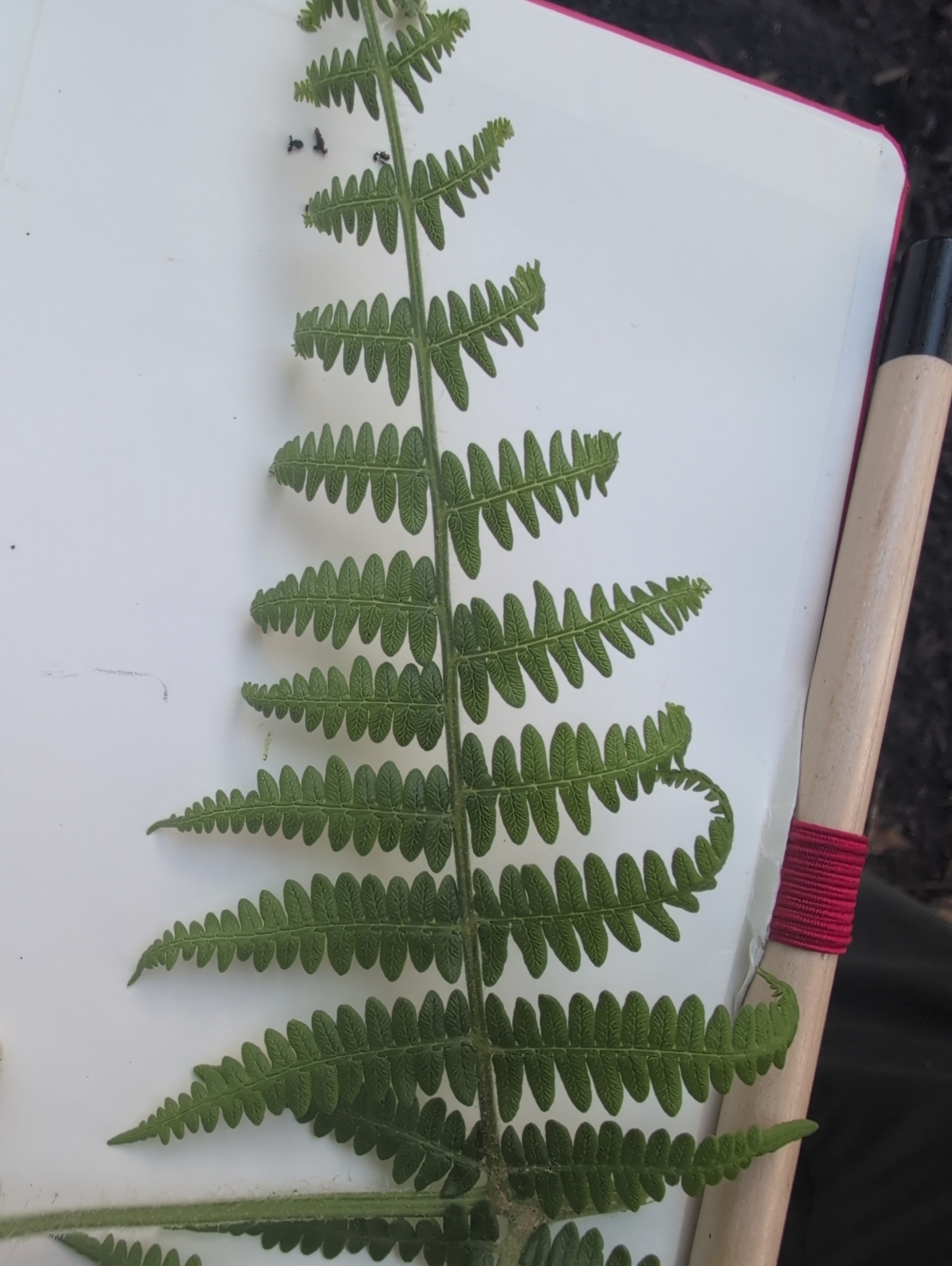 Pteridium aquilinum