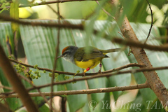 Phyllergates cucullatus