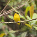 Bornean Whistler - Photo (c) Yu Ching Tam, some rights reserved (CC BY-NC-ND)