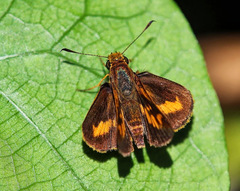 Oriens goloides