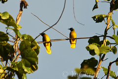 Brachypodius melanocephalos