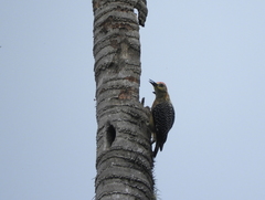 Melanerpes rubricapillus