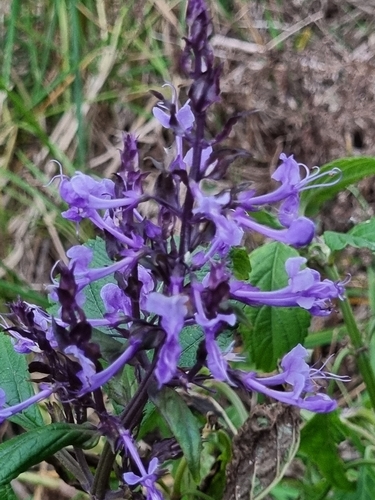 Image of Plectranthus ecklonii by (c) Benjamin Lavin, some rights reserved (CC BY)