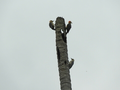 Melanerpes rubricapillus