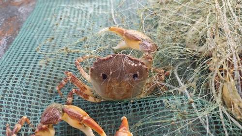 Blunt-spined Euryplacid Crab