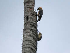 Melanerpes rubricapillus