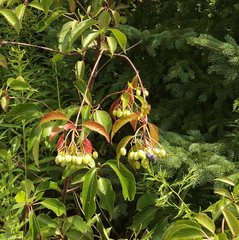 Viburnum lentago