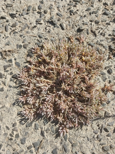 Image of Kewa arenicola by (c) De Waal Hugo, some rights reserved (CC BY)