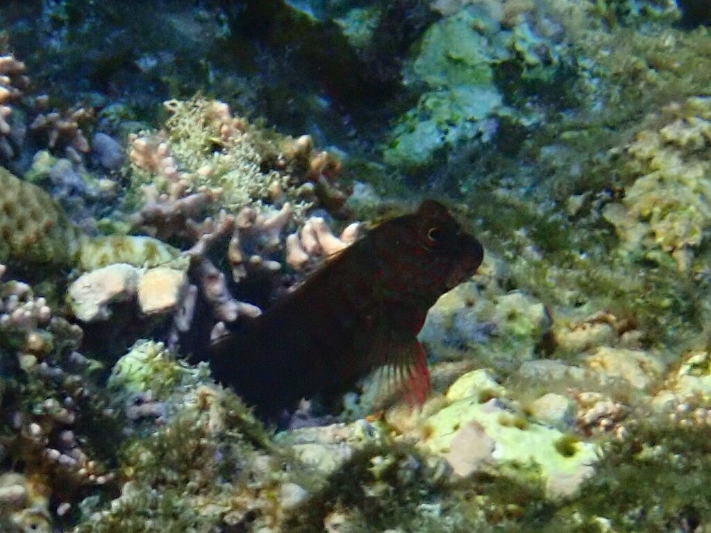 Barred blenny (Cirripectes polyzona) — Blenniidae