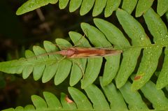 Limnephilus rhombicus