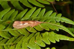 Limnephilus rhombicus