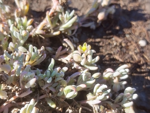 Image of Kewa arenicola by (c) De Waal Hugo, some rights reserved (CC BY)