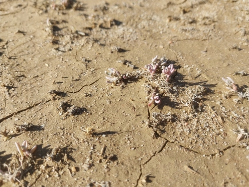 Kewa arenicola (Kewa arenicola)