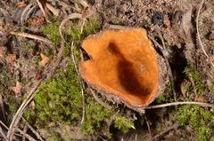 Hoffmannoscypha pellita