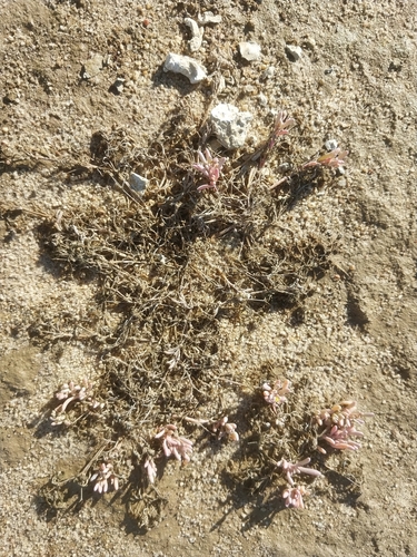 Image of Kewa arenicola by (c) De Waal Hugo, some rights reserved (CC BY)