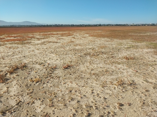 Image of Kewa arenicola by (c) De Waal Hugo, some rights reserved (CC BY)